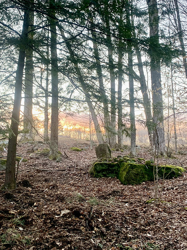 Sunset in the woods
